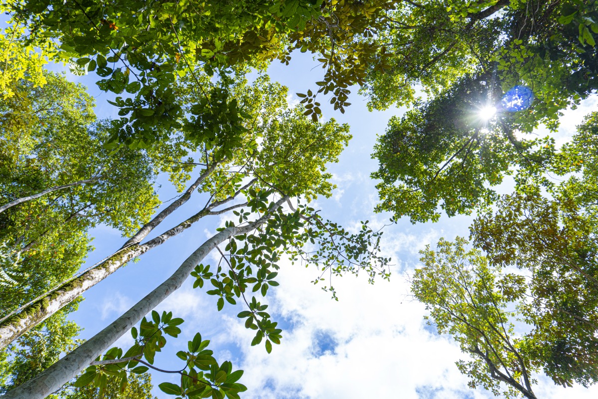 1.5 Acres with Mountain in San Buenas selected