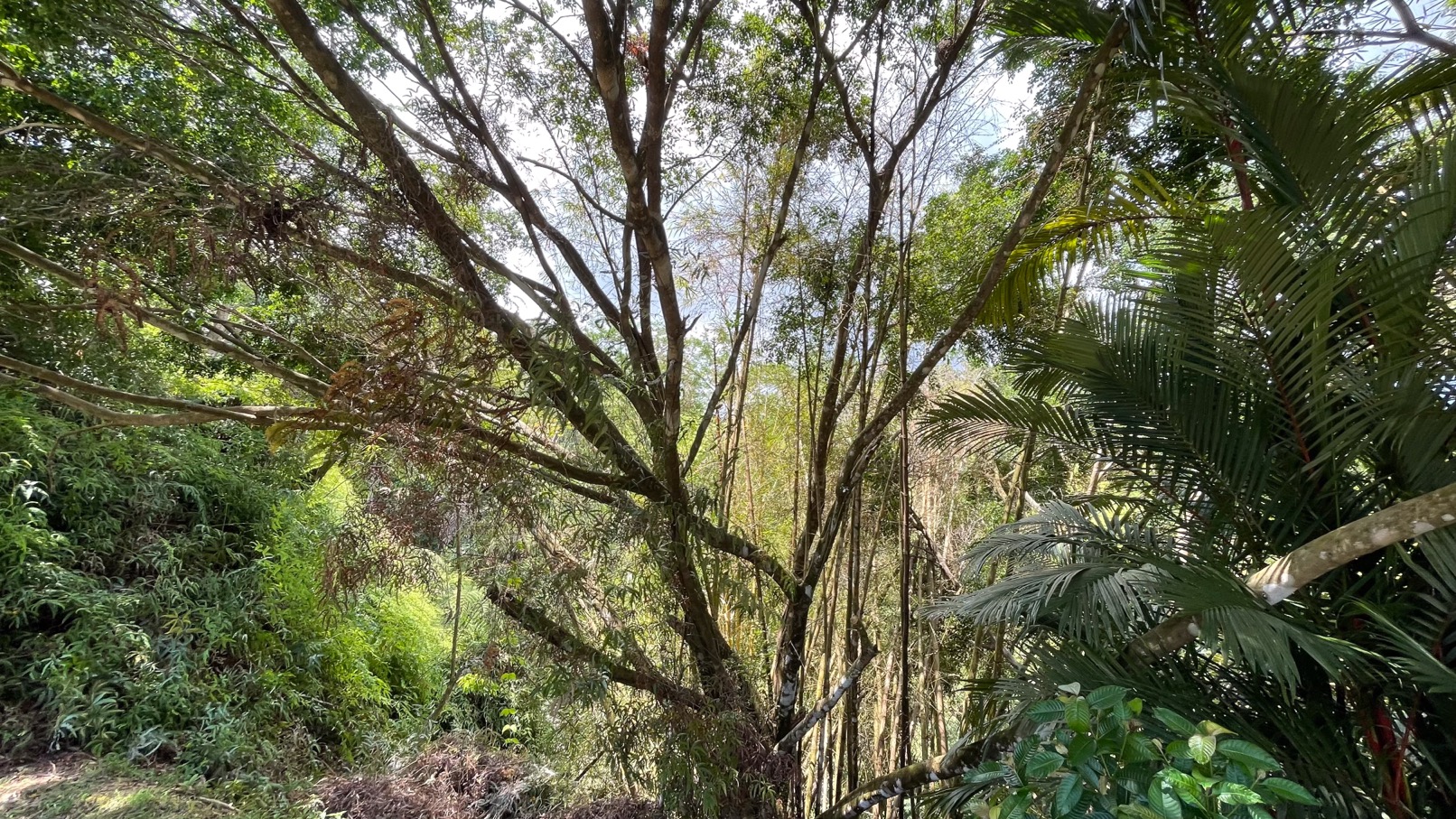 Private & Ready to Build Ocean View Land for Sale in Uvita, Costa Rica  selected