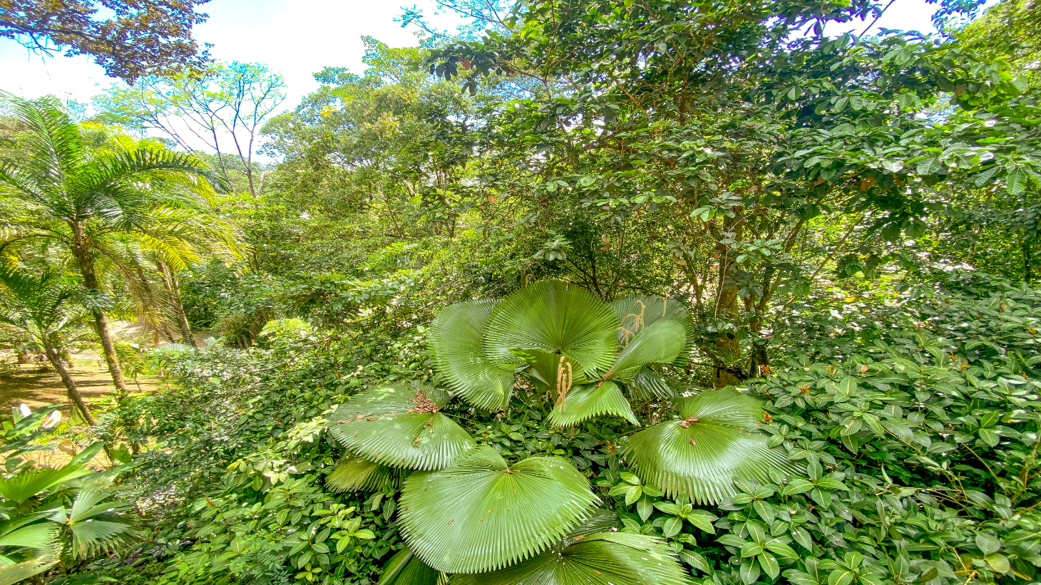 3 Bedroom Rainforest Home in Ojochal With River & Waterfall | 3.5 Acres Private selected