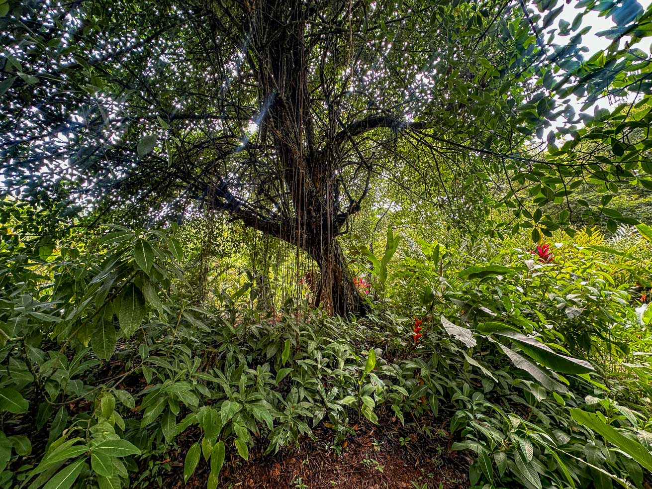 Jungle Sanctuary with Income-Generating Casitas, Creek, Pool & Ultimate Privacy in Ojochal selected