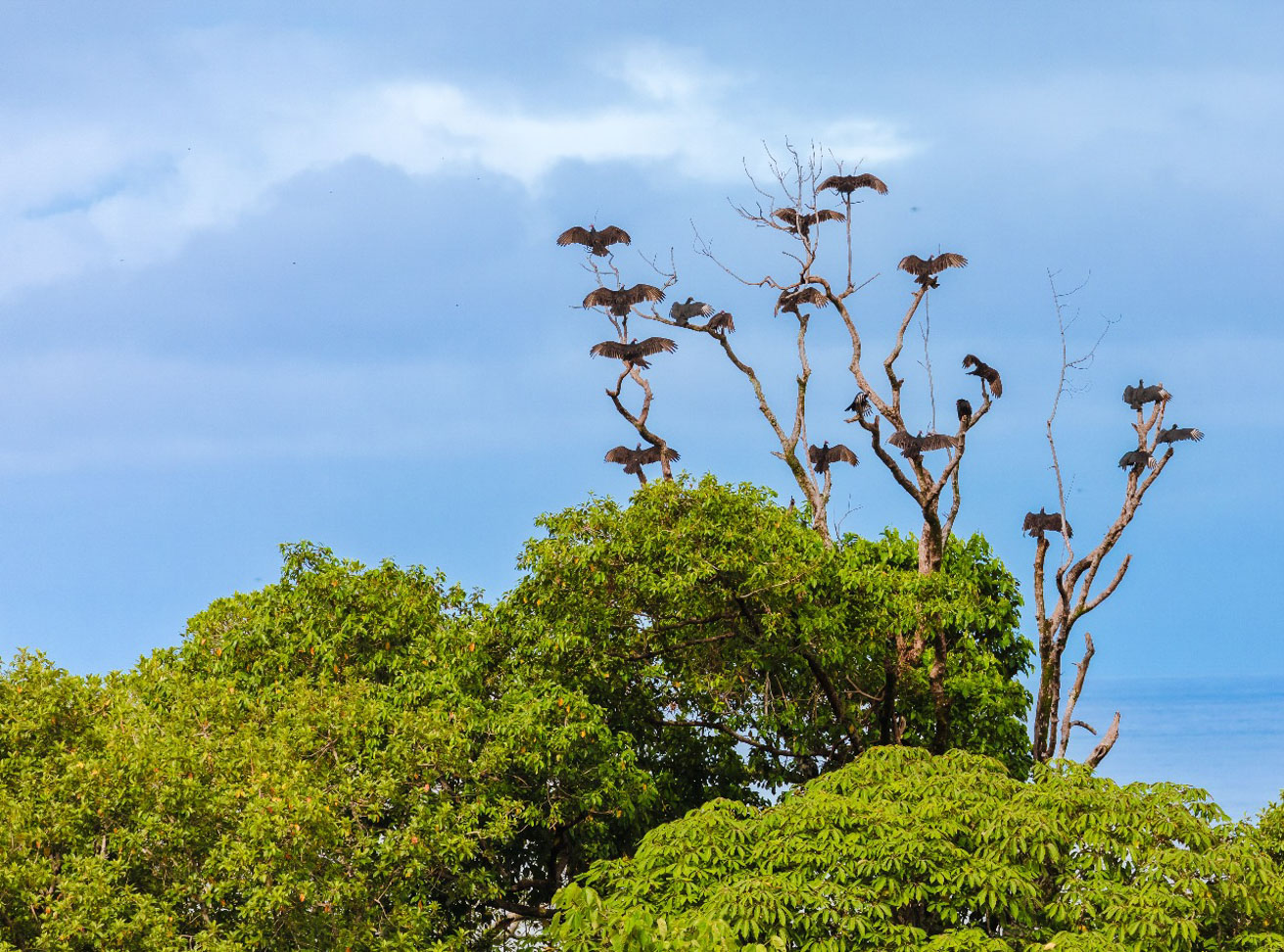 Resort-Hotel for Sale in Uvita – 12 Apartments, Private Home & Pool selected