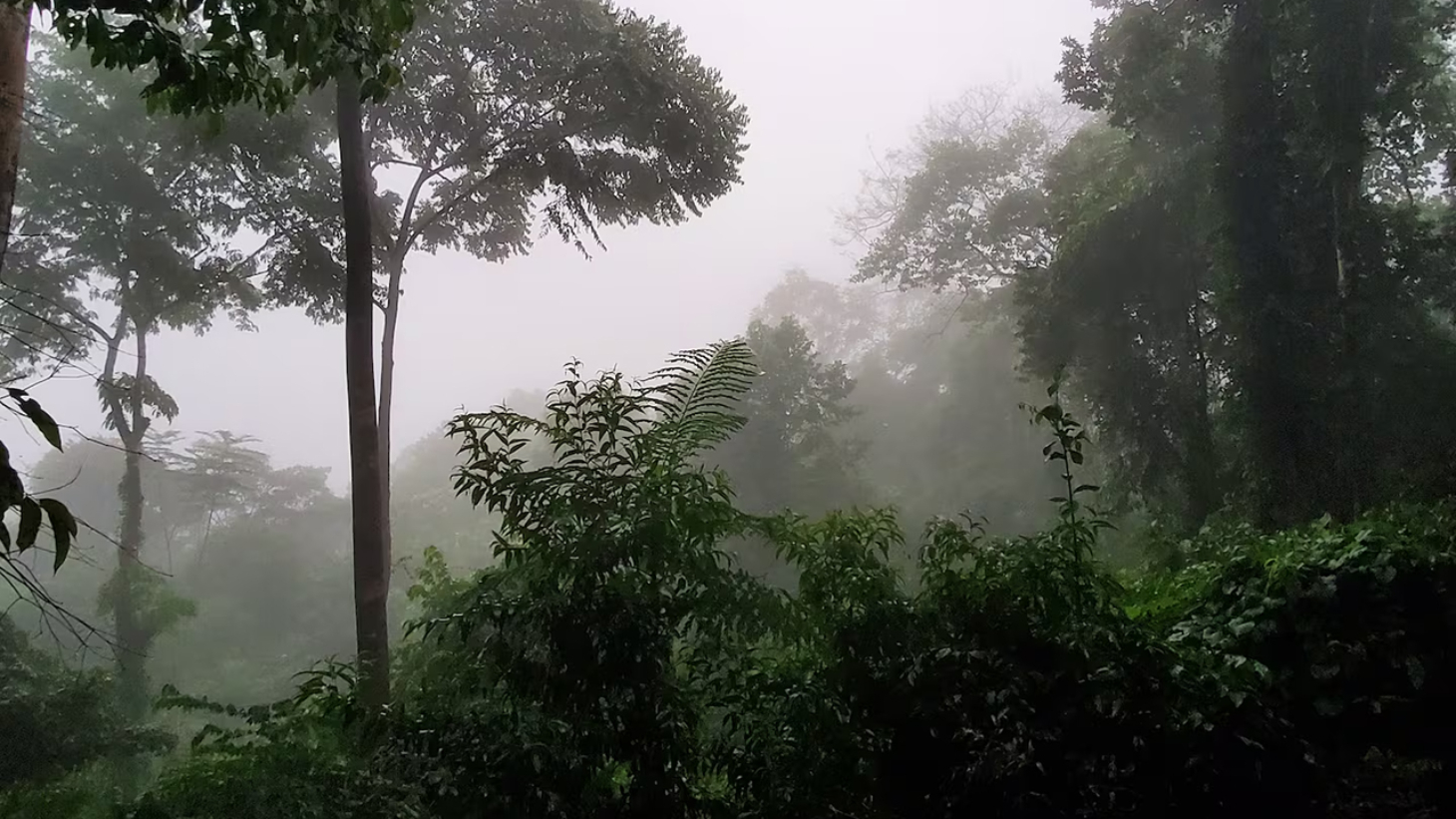 Rainforest Retreat with a Forested Setting and Good Rental History in Lagunas selected