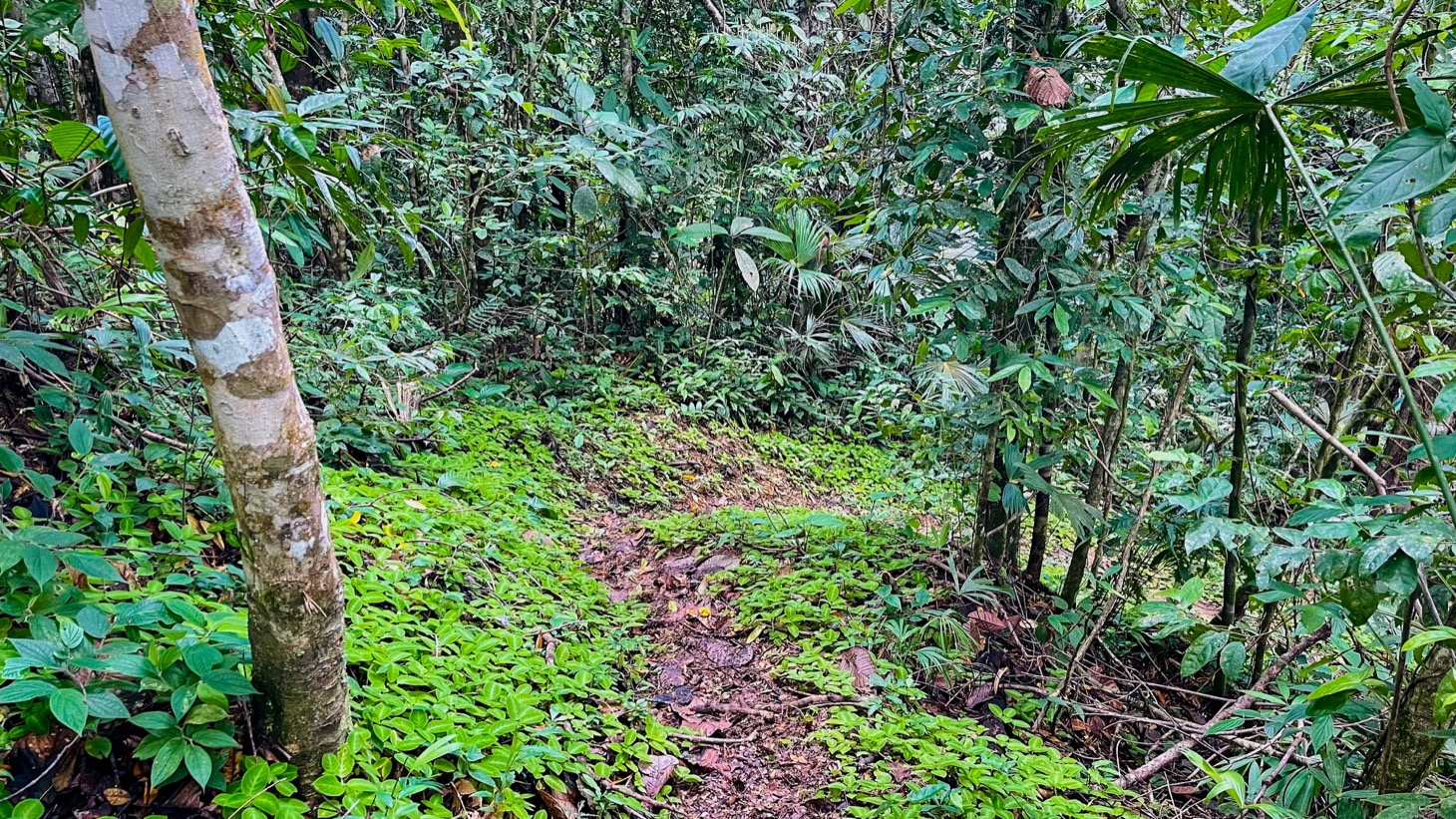 14-Acre Eco-Haven with Ocean View & Riverfront, Minutes from Beaches and National Park selected