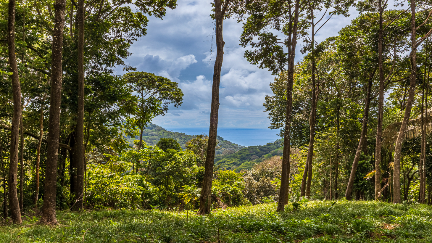 Rare 86-Acre Ocean View Estate Bordering Hacienda Barú – A Unique Opportunity for Conservation and Development selected