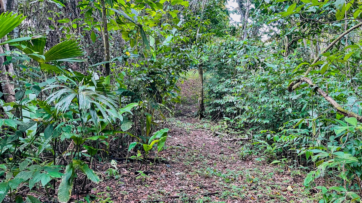 14-Acre Eco-Haven with Ocean View & Riverfront, Minutes from Beaches and National Park selected