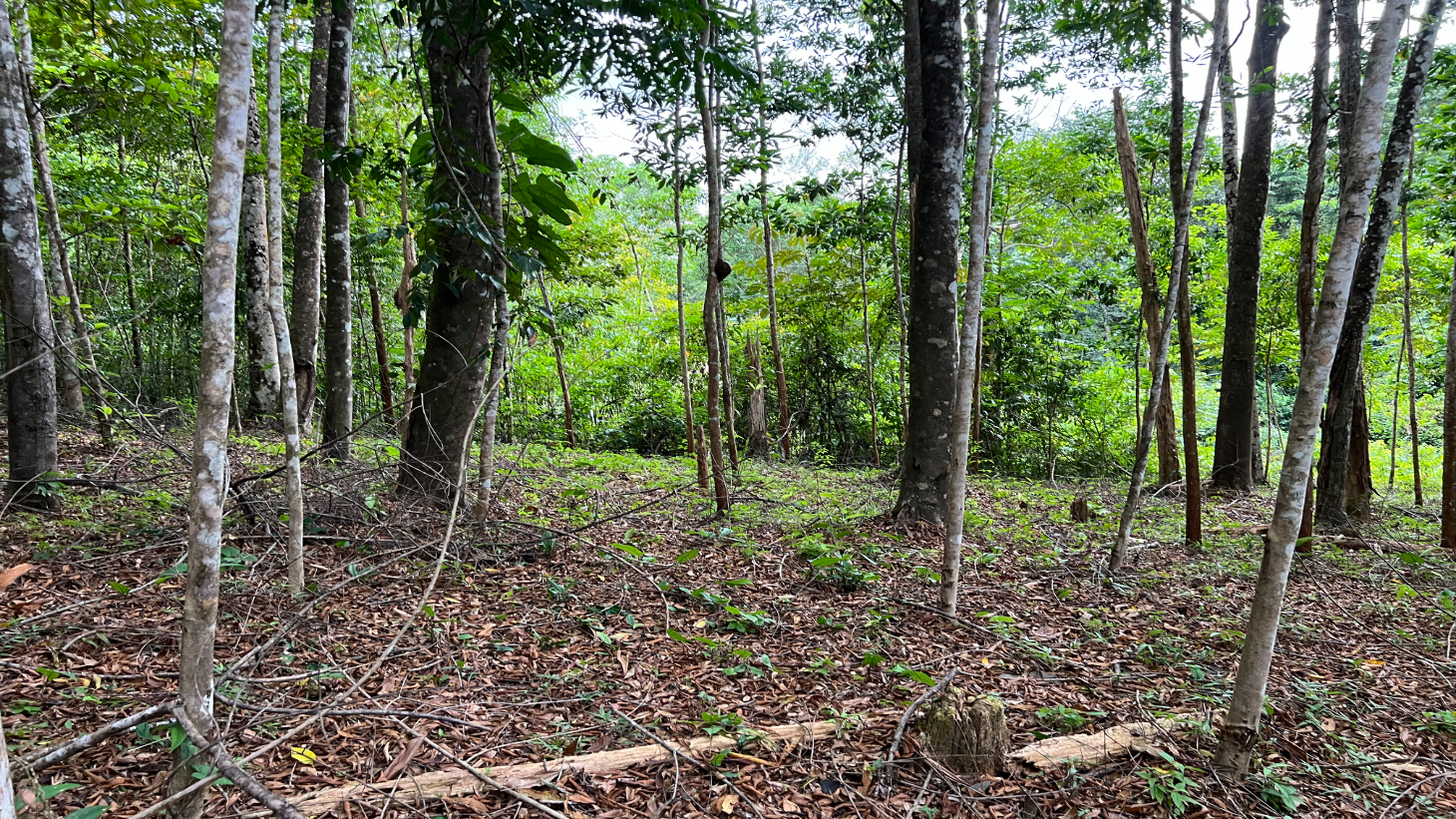 Build Ready Home Site with Easy Access in a Lush Rainforest Setting selected