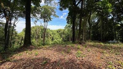 8.8 Acres of Pristine Jungle Paradise with Ocean Glimpses in Dominicalito image 1