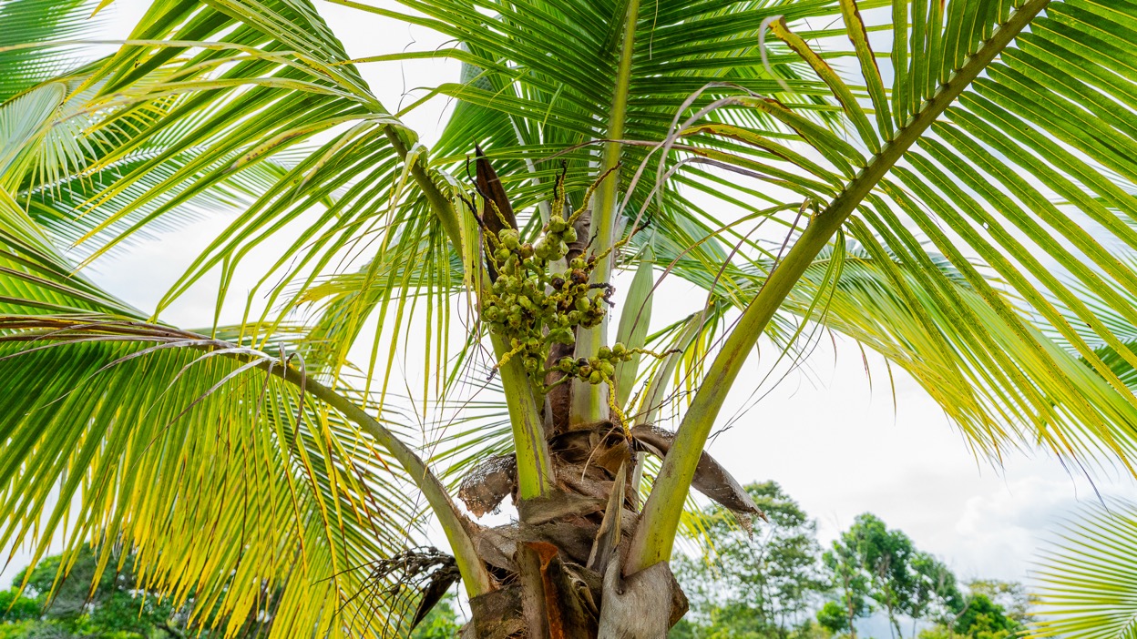 Ocean View Development Property with Waterfall Vista — 14.83 Acres in San Luis de Morete, Near Uvita selected