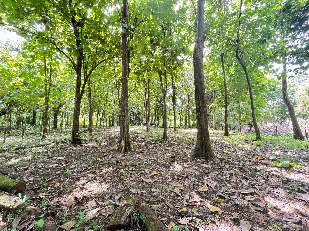 Prime 0.37-Acre Build-Ready Lot Steps from Marino Ballena National Park in Uvita selected