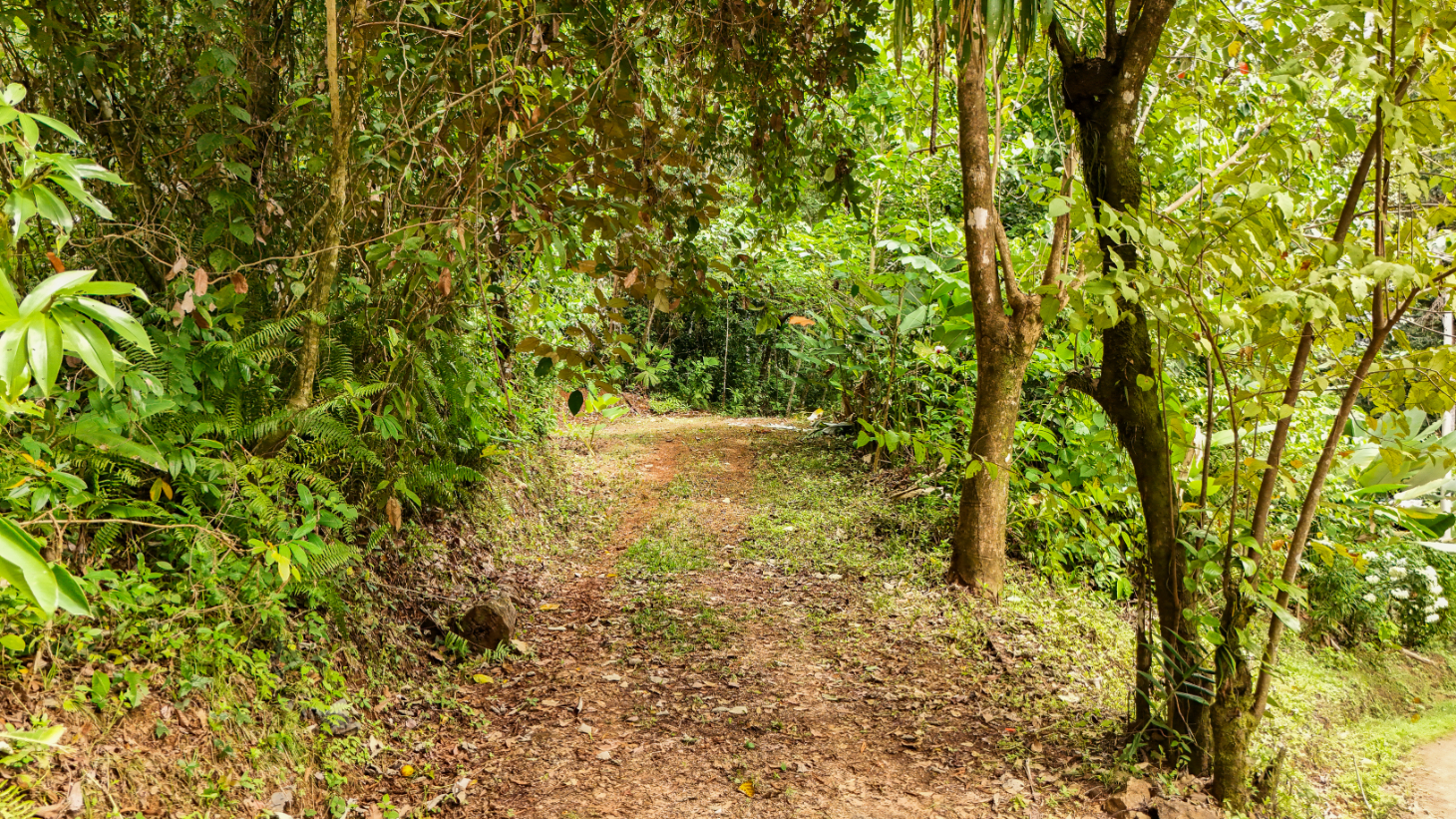 Turn-Key Luxury Boutique Jungle Bungalows + Build-Ready Expansion site – Profitable Airbnb in Ojochal selected