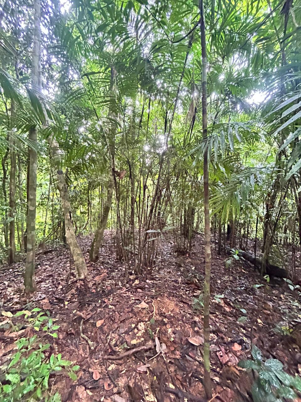 87 Acres of Natural Wonder and Endless Possibility in Ballena, Costa Rica selected