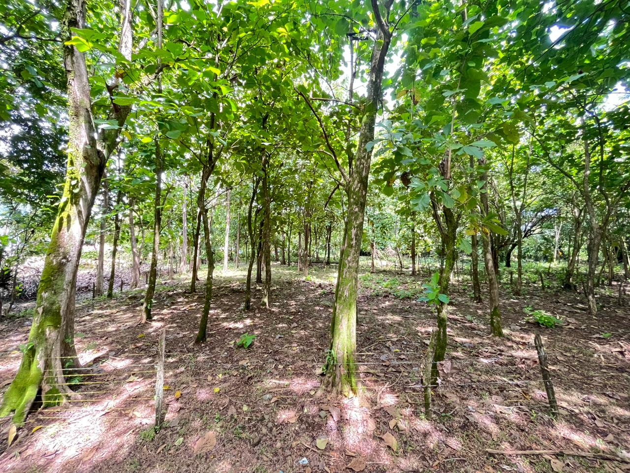 Prime 0.37-Acre Build-Ready Lot Steps from Marino Ballena National Park in Uvita selected