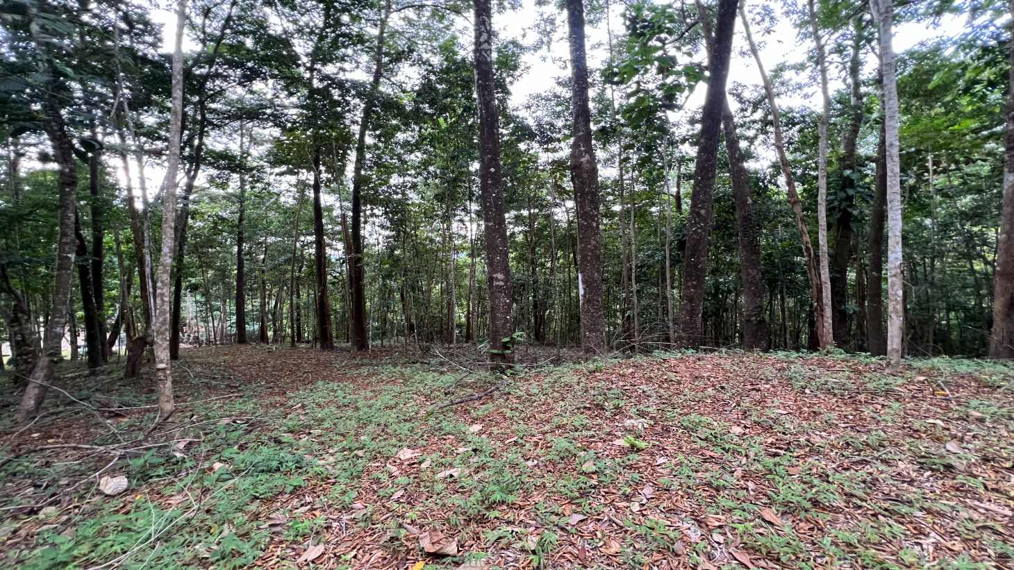 Build Ready Home Site with Easy Access in a Lush Rainforest Setting selected