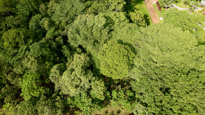 Exceptional Residential or Commercial Potential Property in Ojochal selected