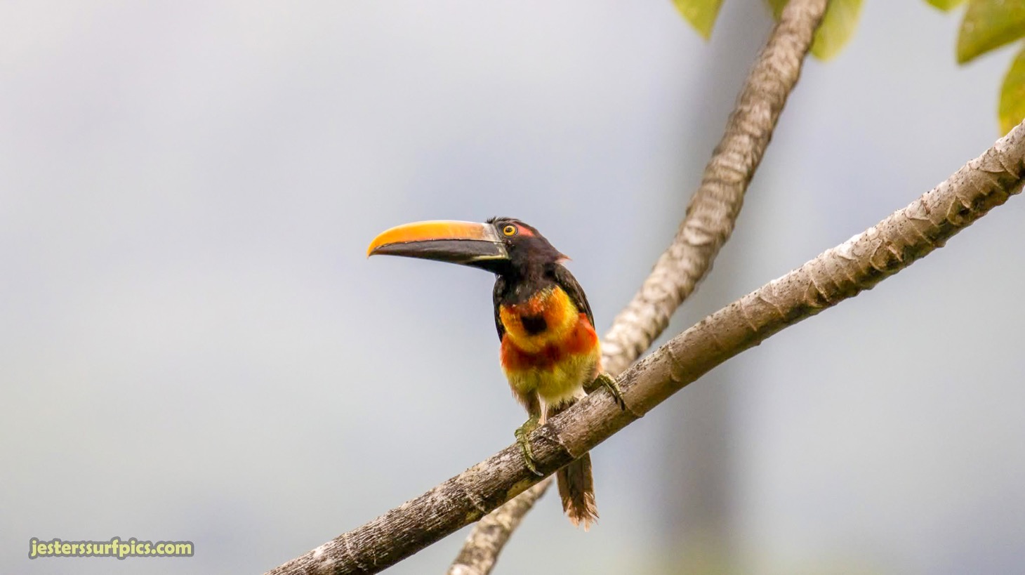 Valley of Dreams - A Beautiful Multi-Use Property Near Cacao Ridge, 10.85 Acres at a Phenomenal Price! selected