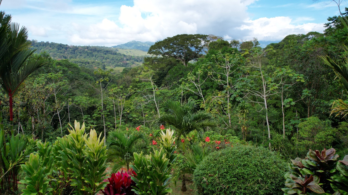 Valley of Dreams - A Beautiful Multi-Use Property Near Cacao Ridge, 10.85 Acres at a Phenomenal Price! selected