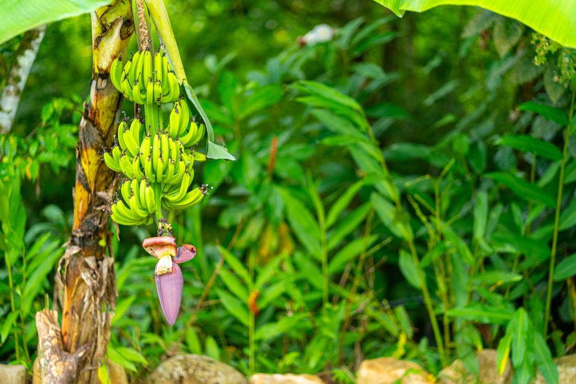 Private Tropical Homestead with Pool, Orchard, and Modern Upgrades in Uvita selected