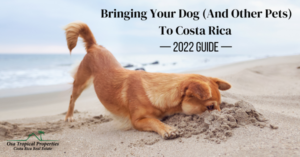 Bringing Your Dogs To Costa Rica (And Other Pets)