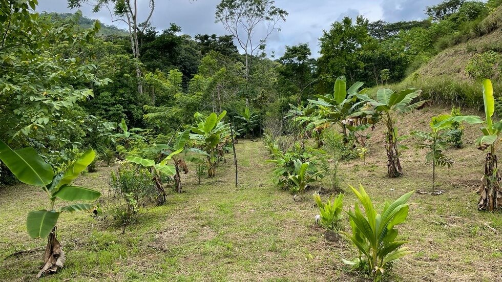 145 Acres With Swimming Holes, Waterfalls And Ocean Views selected
