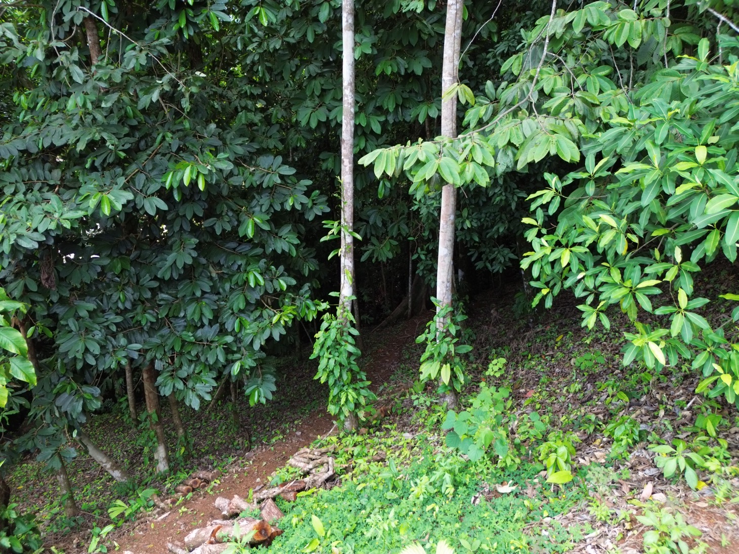 Ocean & Mountain View Property in Phase 11 of Ojochal selected