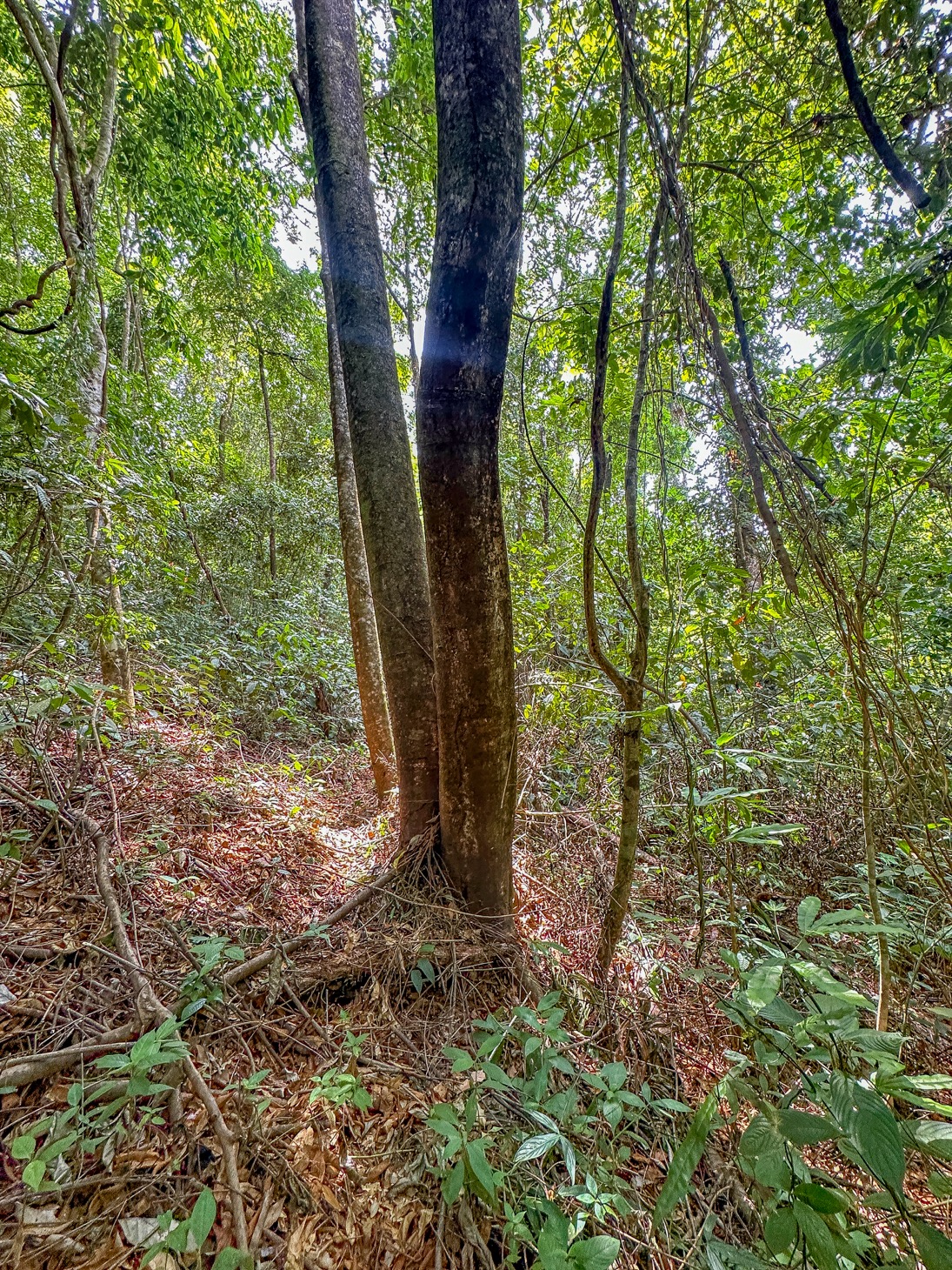 image-selected