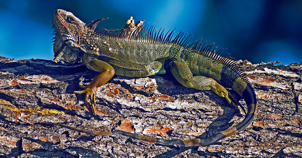 Green iguana in Costa Rica