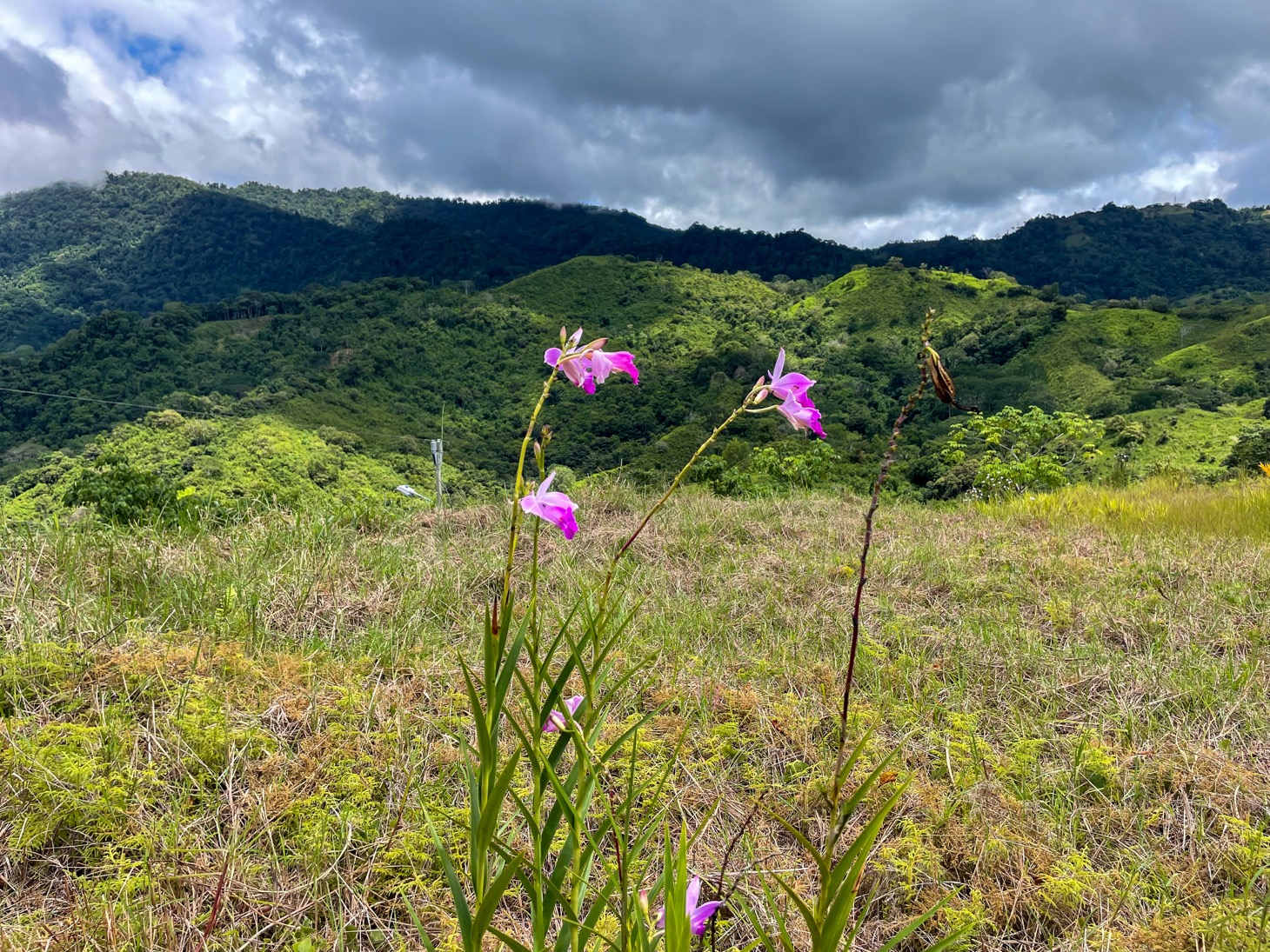 Stunning Lot for Sale in Southern Costa Rica – A Rare Opportunity! selected