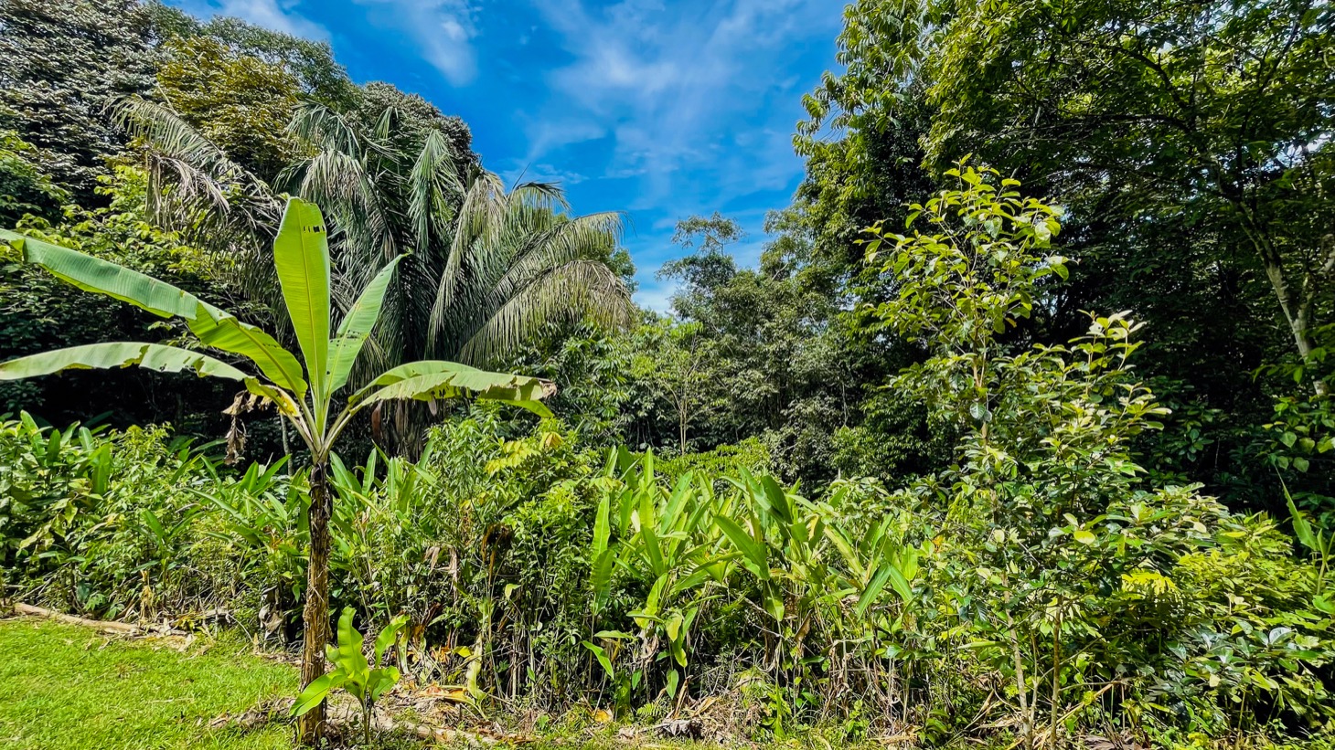 14-Acre Eco-Haven with Ocean View & Riverfront, Minutes from Beaches and National Park selected