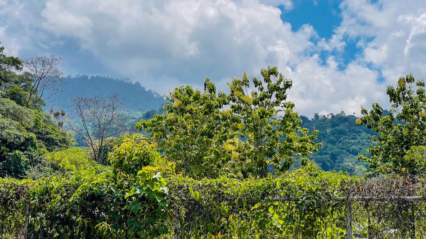 Prime Location in the Heart of Uvita | Flat, Usable Land with Endless Potential selected