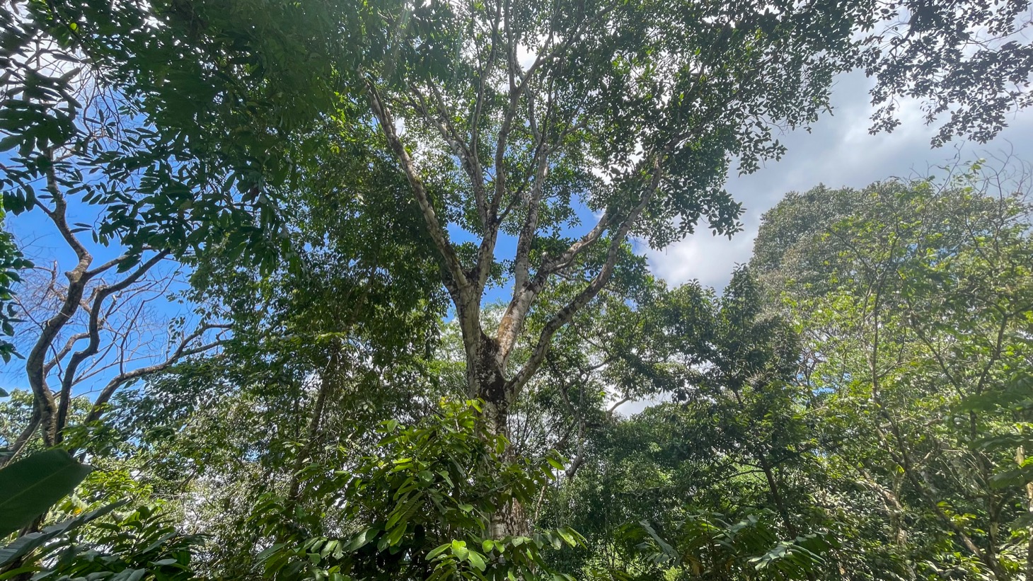 Land for Sale Near Ojochal, Costa Rica – Lot with Water & Electricity Near El Pavón Waterfall selected