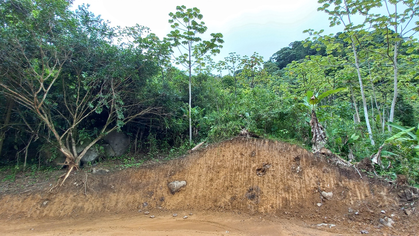 Mountain View Land with Several Building Sites and Mature Fruit Trees selected