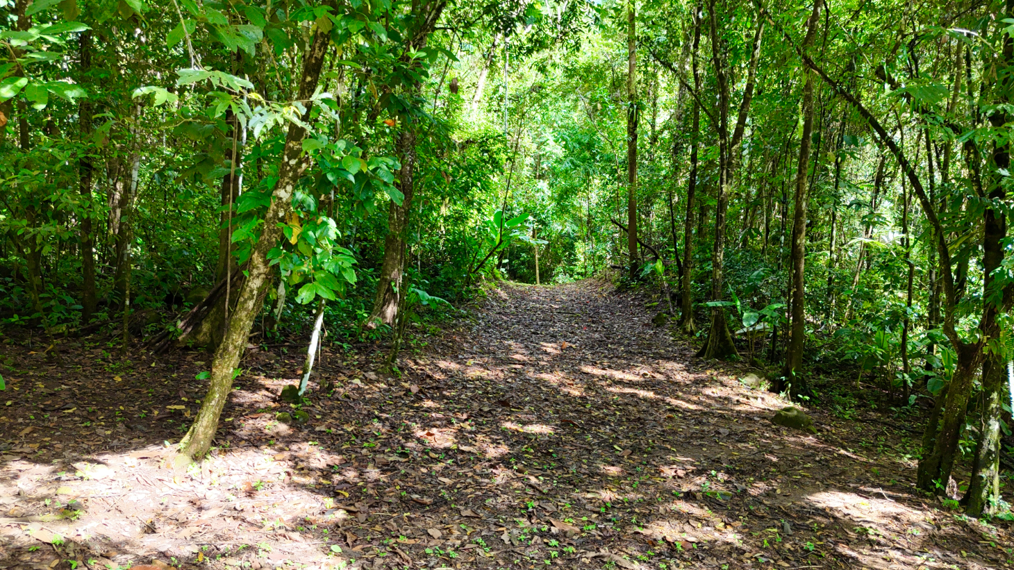 Selva Vista Estate – 5.9 Acres of Wild Beauty selected