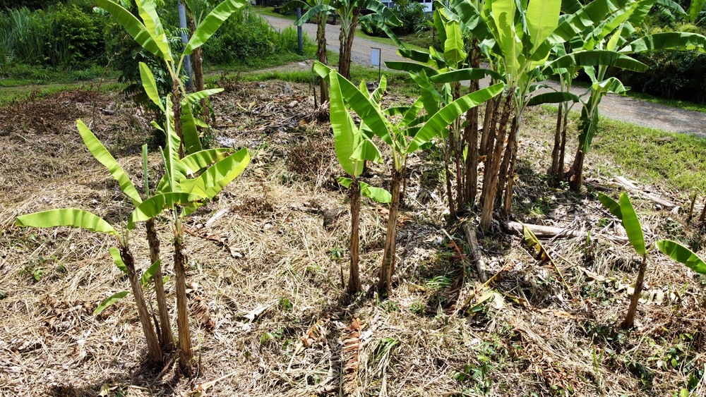 0.2 Acres With Premium Location in Ojochal selected