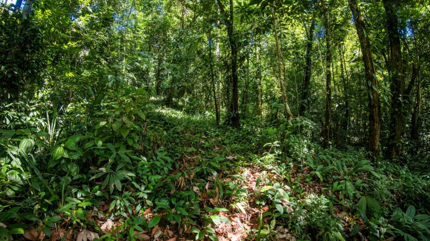 Tropical Sanctuary Above Uvita: 5-Acre Jungle Estate with incredible Mountain Views selected