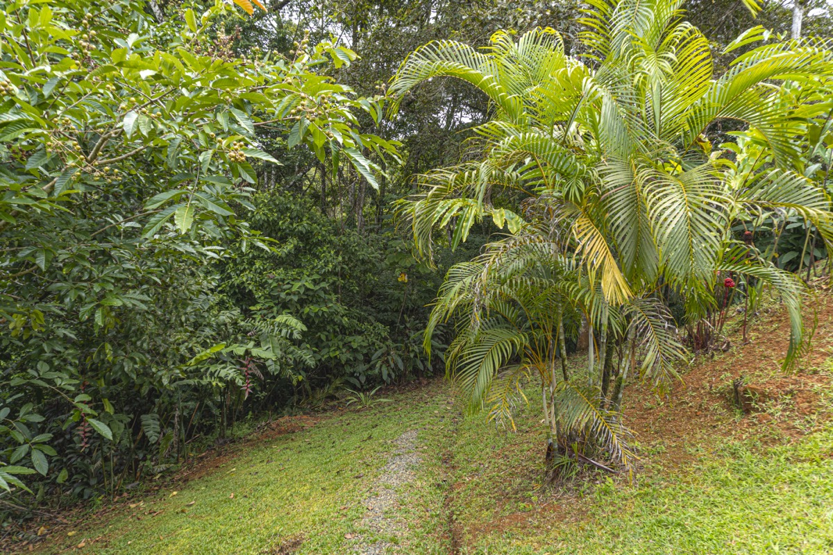 Serene Costa Rican Jungle Retreat with Waterfalls & Wildlife selected