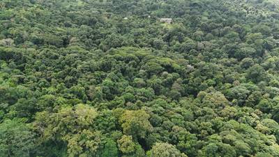 87 Acres of Natural Wonder and Endless Possibility in Ballena, Costa Rica image 3