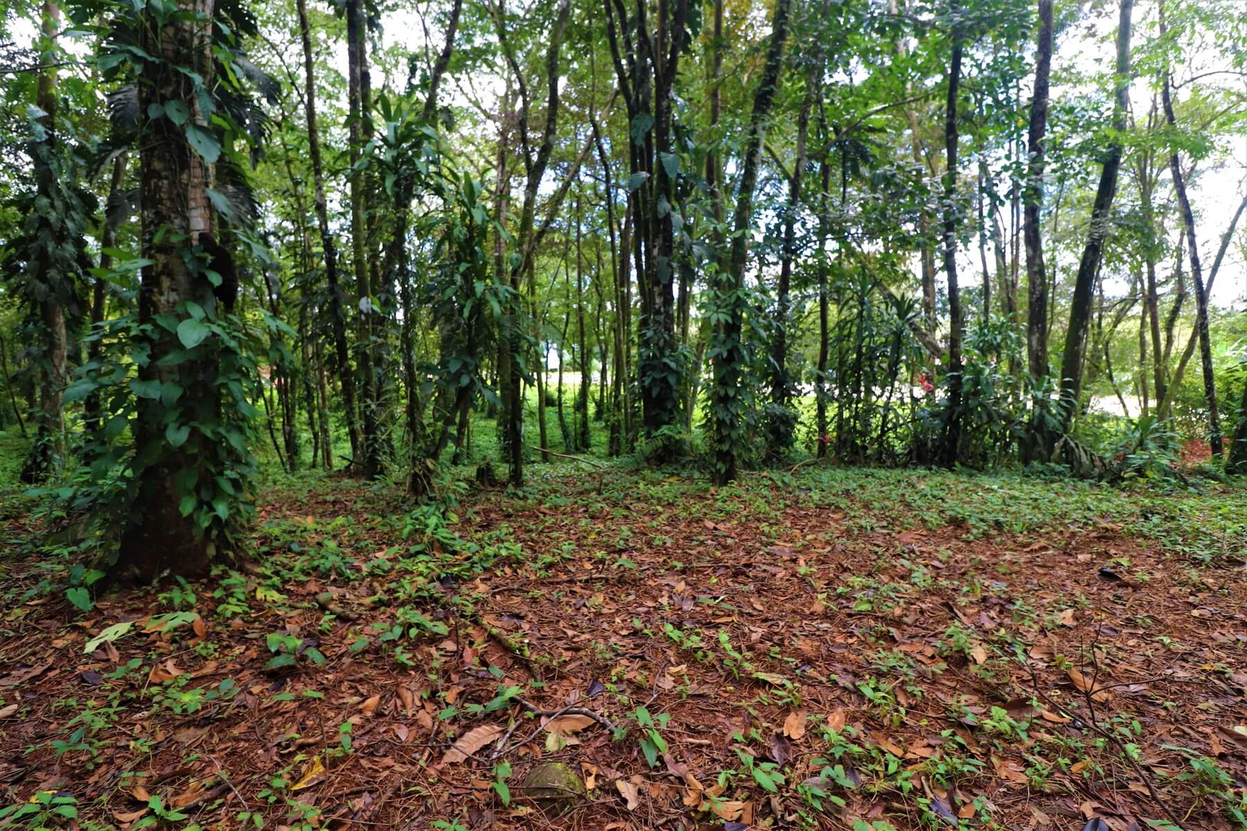 Prime Commercial Property In Uvita selected