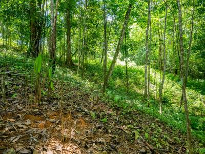 Riverfront Property with 3.26 Acres of Nature, Convenience, and Development Potential image 4