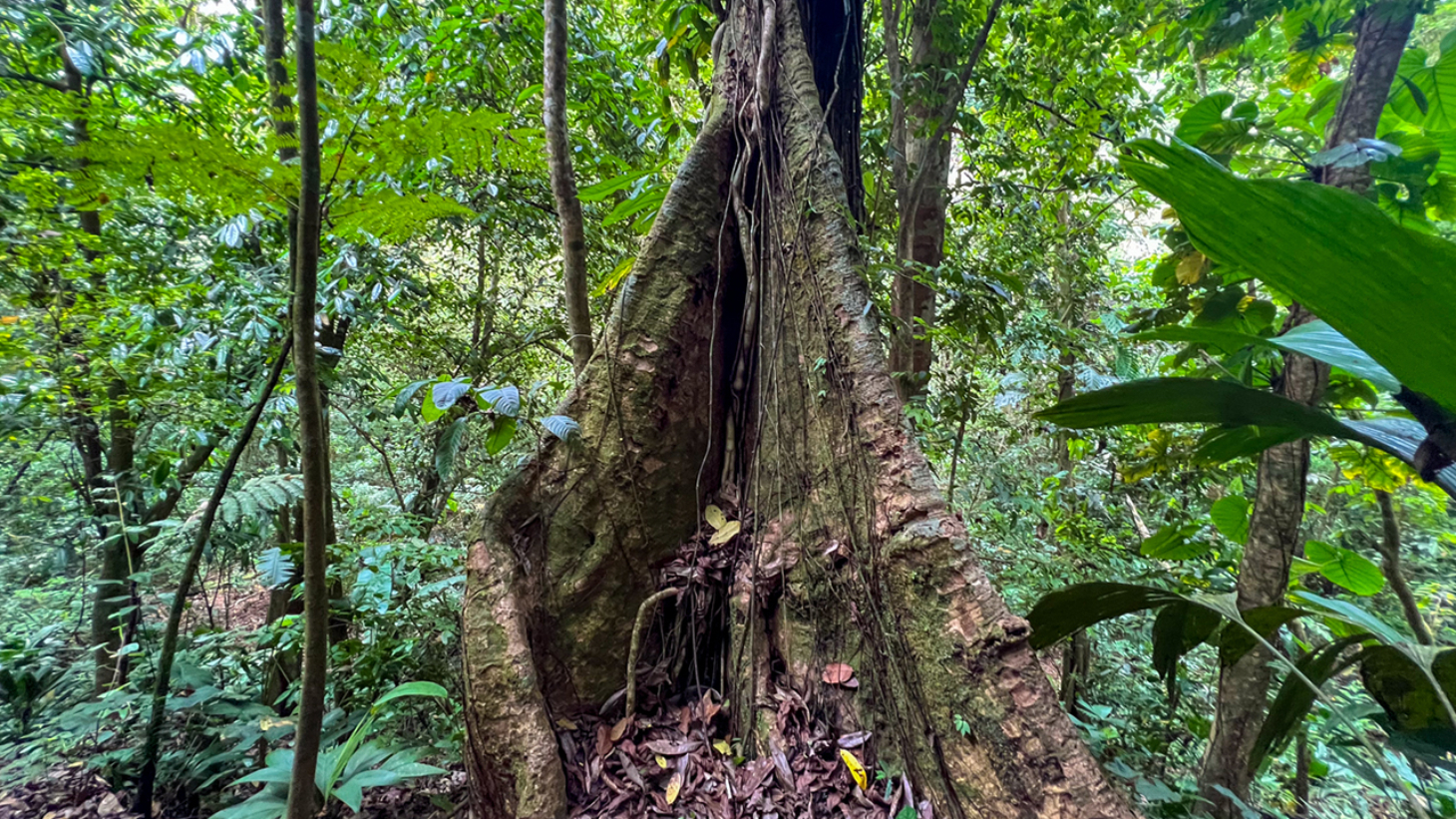 Riverfront Property with Primary Forest Close to Uvita Beaches selected