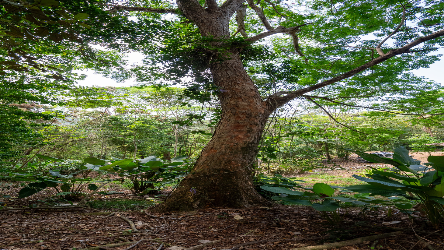 Rare 86-Acre Ocean View Estate Bordering Hacienda Barú – A Unique Opportunity for Conservation and Development selected