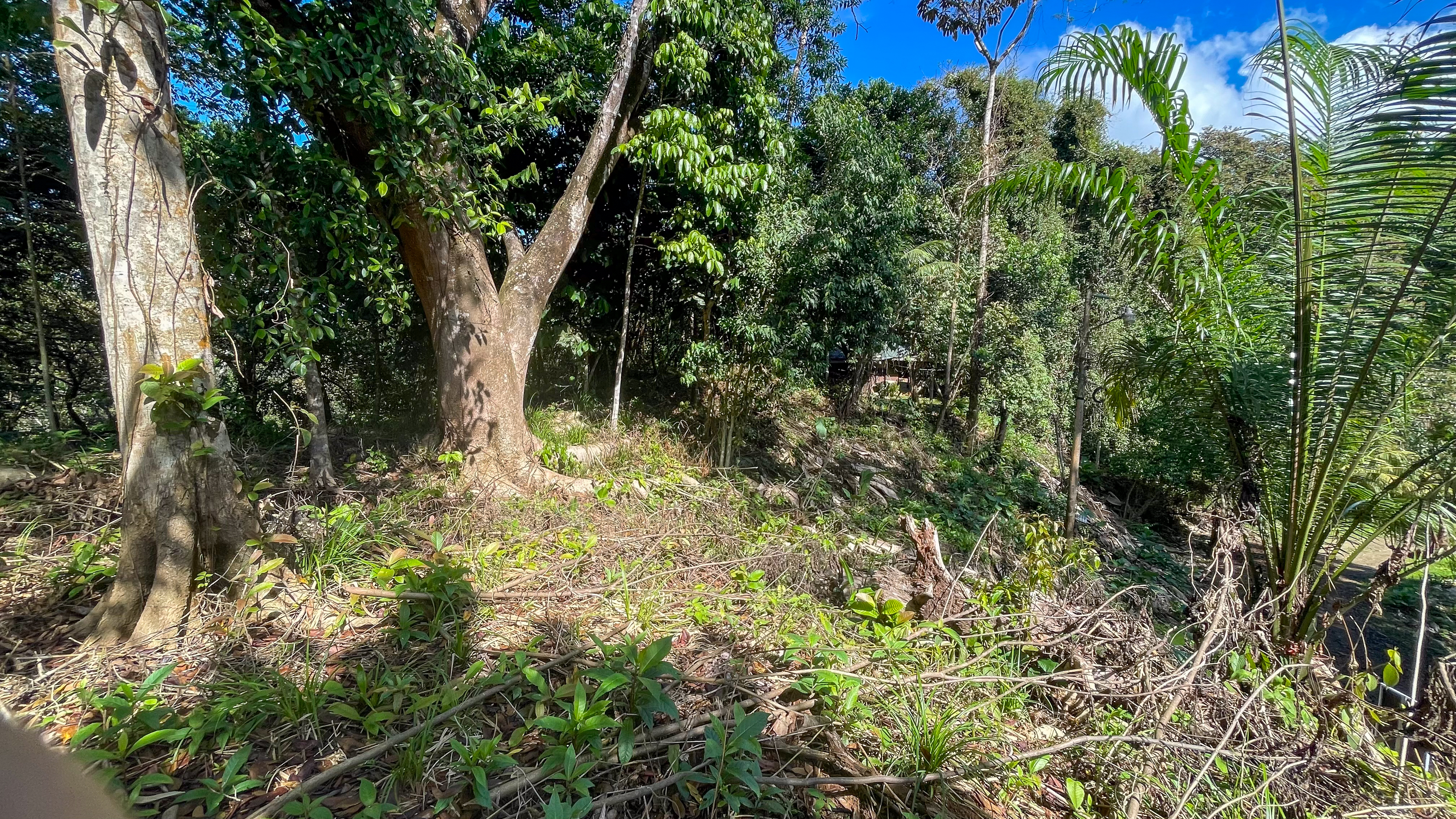Tucked-Away Jungle Lot at the End of a Quiet Road — Ojochal, Costa Rica selected