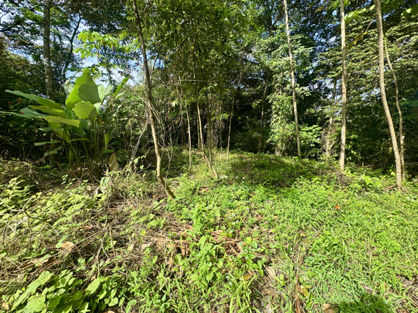 Exceptional Residential or Commercial Potential Property in Ojochal selected