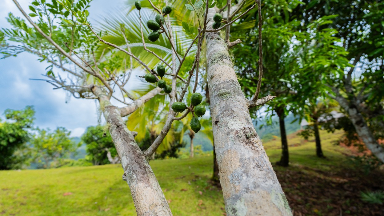Ocean View Development Property with Waterfall Vista — 14.83 Acres in San Luis de Morete, Near Uvita selected