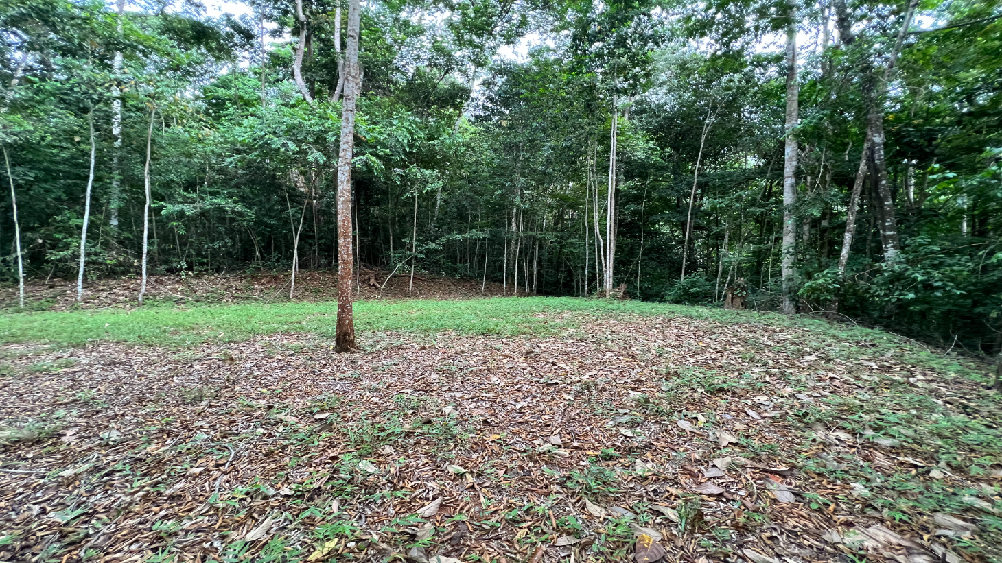 Build Ready Home Site with Easy Access in a Lush Rainforest Setting selected