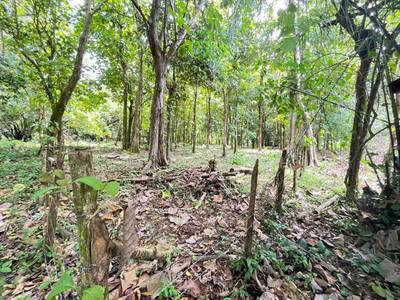 Prime 0.37-Acre Build-Ready Lot Steps from Marino Ballena National Park in Uvita image 4