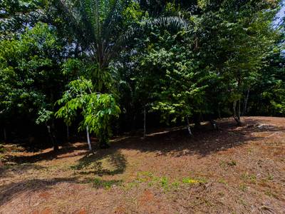 Prime 2.35-Acre Jungle Property in Sought-After Ojochal — Public Road Frontage, Development Flexibility, and Natural Beauty image 2