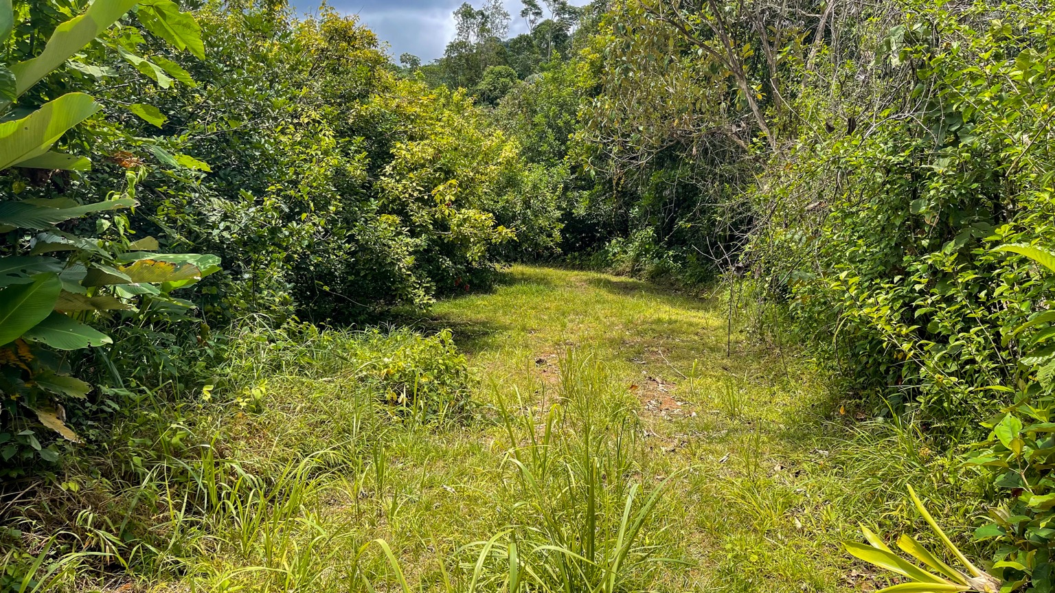 Premium 9.3-Hectare Farm for Sale in Ojochal, Costa Rica selected