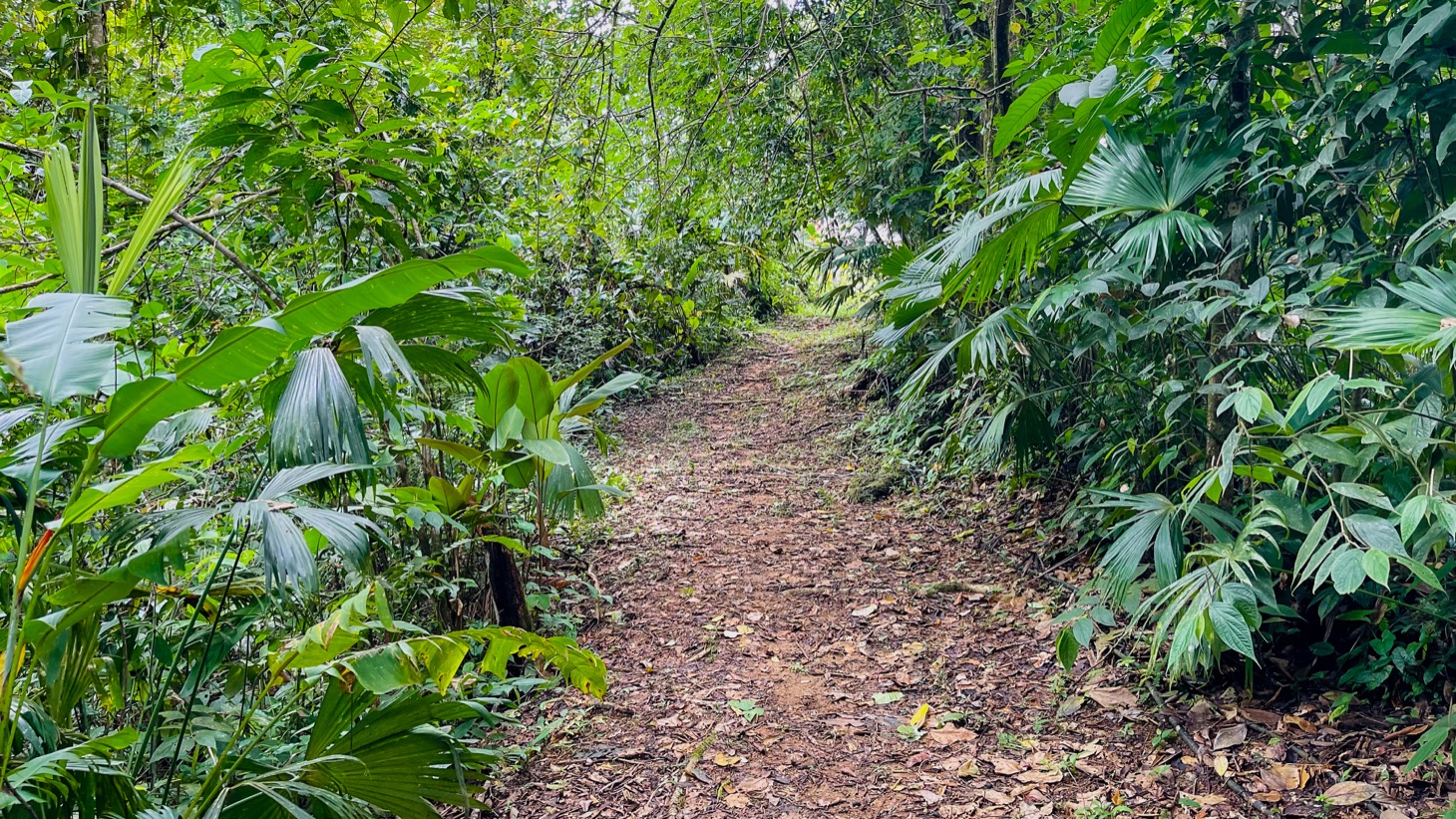 14-Acre Eco-Haven with Ocean View & Riverfront, Minutes from Beaches and National Park selected