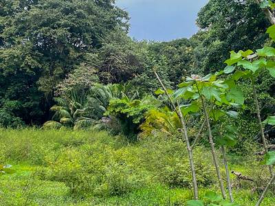 Rare Titled Beachside Development Opportunity Steps from Playa Chaman image 3