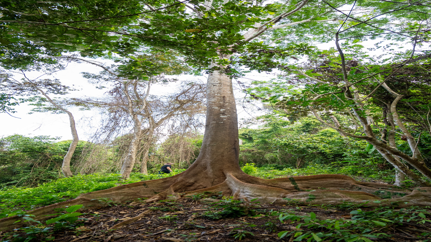 Rare 86-Acre Ocean View Estate Bordering Hacienda Barú – A Unique Opportunity for Conservation and Development selected